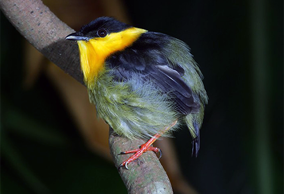 Golden-collared Manakin by Canopy Family